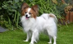 Papillon